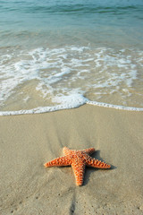 Fototapeta na wymiar Starfish and Ocean