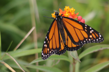Monarch butterfly 2