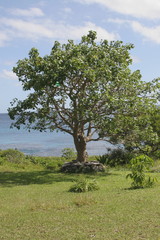 Tree looking at sea 5