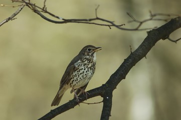 Song Thrush (Turdus philomelos)
