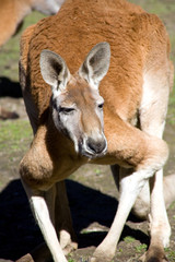 Red Kangaroo