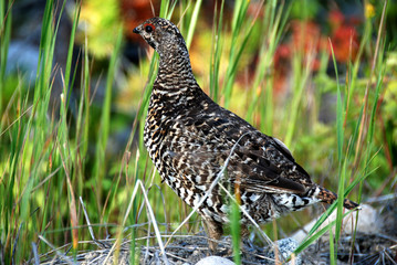 spruce grouse