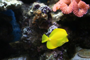 yellow acquarium fish