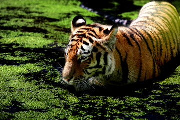 tiger in water