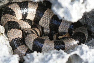 Tricot ray&eacute; in a hole