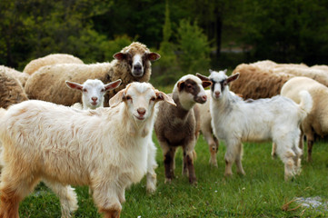 sheeps and goats