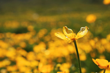 blumenwiese