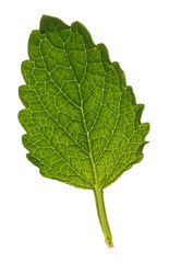 Leaf