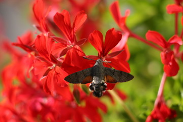Il est bon mon geranium 3
