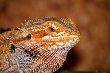 Bartagam