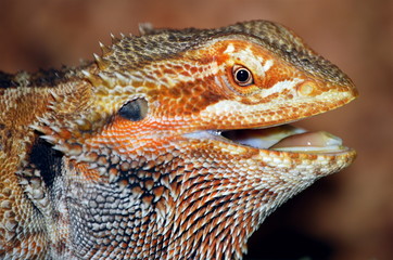 Bartagam