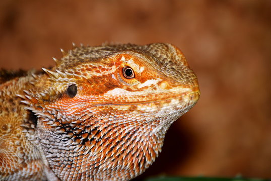 Bartagam