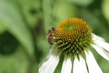 Elle est bonne ma marguerite