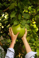 Hands and pomelo