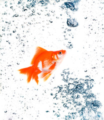 goldfish with bubbles