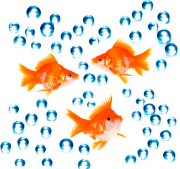 Fototapeta premium goldfish with bubbles