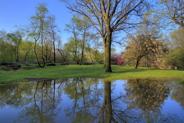 Fototapeta na wymiar Spring in Central Park