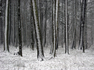 Trunks partly snow wrapped