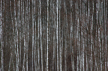 Alder tree trunks after blizzard