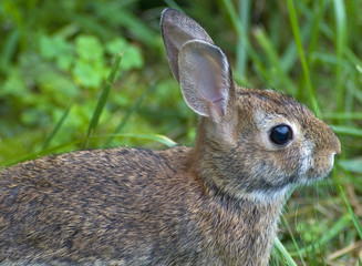 cottontail rabbit