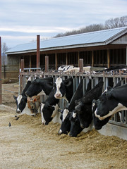 Feeding Time at Dairy Farm