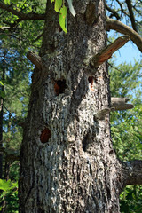 Fototapeta premium Mossy tree with many hollows