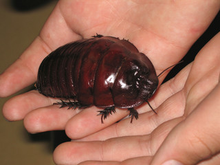 Huge Cockroach