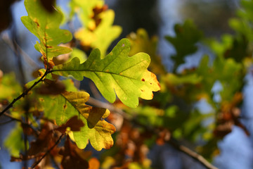 Autumn: oak leaves #1
