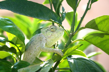 Chameleon