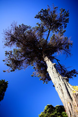 Tree against a blue sky