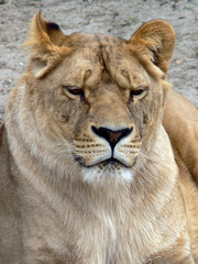 Fototapeta na wymiar Female Lion Face