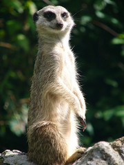 Suricate looking for enemies