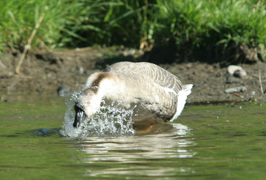 A swan goose gets wet
