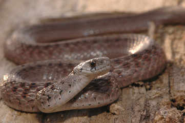 Storeria dekayi wrightorum