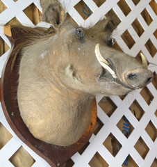 Mounted Stuffed Wild Boar's Head