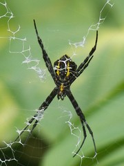 hawaii banana spider
