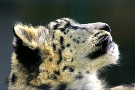 Schneeleopard