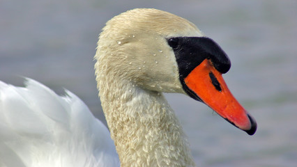 Obraz premium Der Schwan