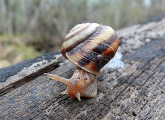 Snail 5
