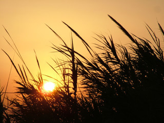 stubble in sunset