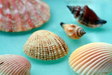 Seashells on a blue background 