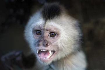 Photo sur Plexiglas Singe monkey