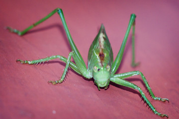 Ggrasshopper