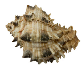 seashell