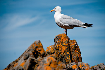 Mouette sur la côte de Granit rose en Bretagne
