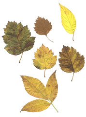 Autumn leaves background