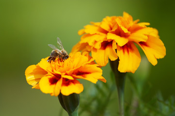 Flowers and bee