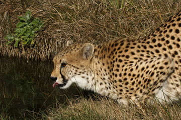 Cheetah having a drink