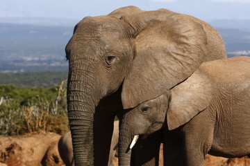Fototapeta na wymiar Ukrywanie cielę Elephant