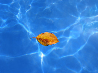 Yellow leaf on Blue water background - Powered by Adobe